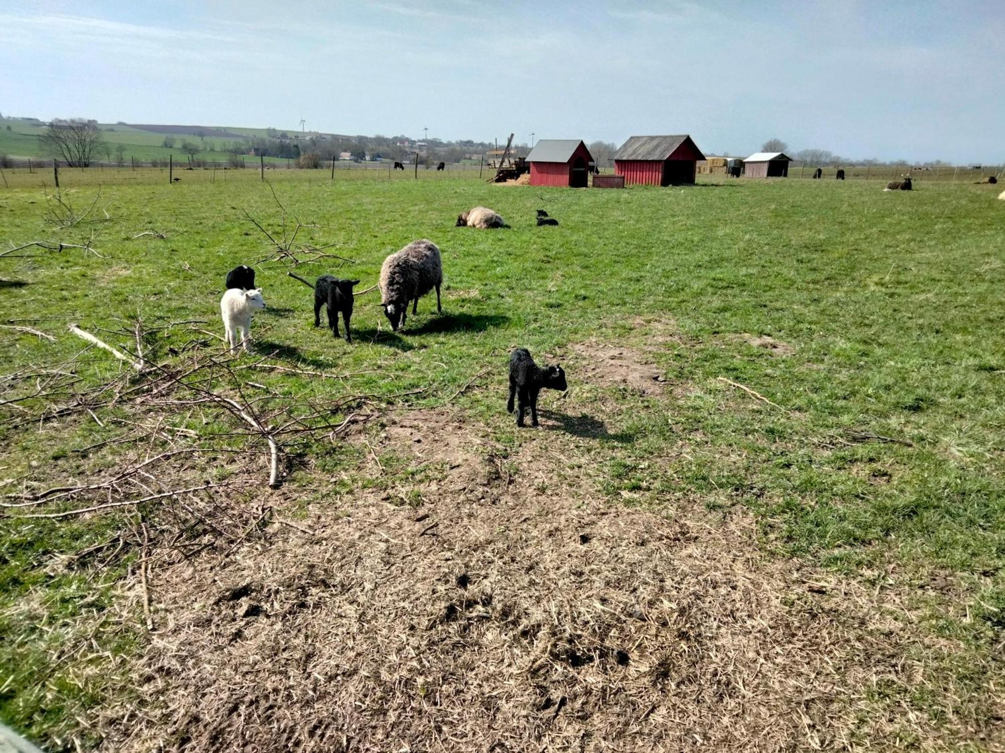 Oestermark Ærøskøbing Esterno foto